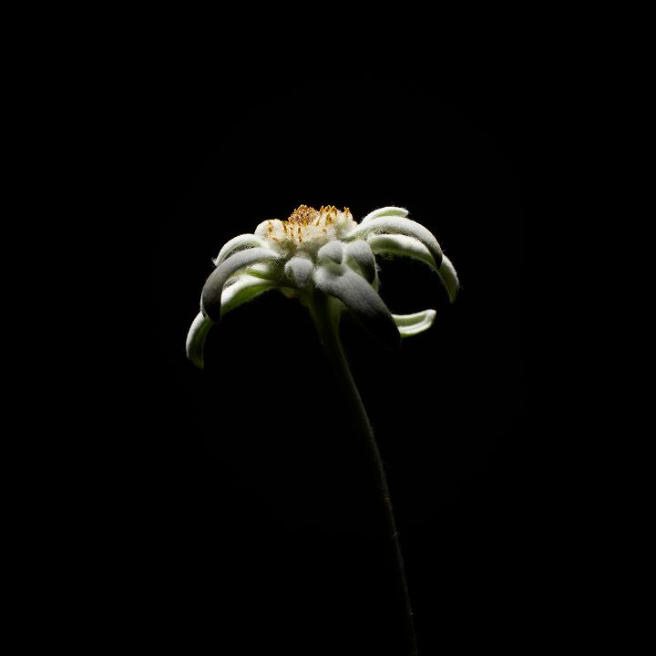 Swiss Alps Plant-Derived | Exo- HL | Advanced Rejuvenating Nanotechnology and Advanced Activating Solution | Pairs of vials